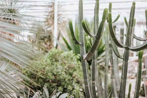 Quels sont les principes de la permaculture appliqués à la culture des plantes méditerranéennes ?